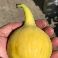 Illustration du profil de عبد المطلب اباتراب