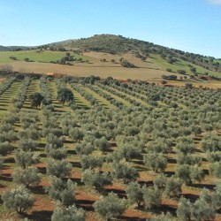 olive1