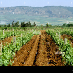 maroc-meknes-vignoble-el-baraka-de-domaine-viticole-de-castel-cr0587