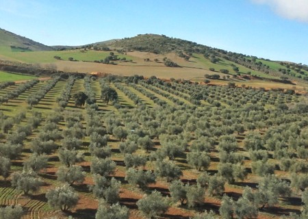 olive1
